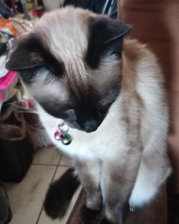 cat_20240617_110538 (40K)